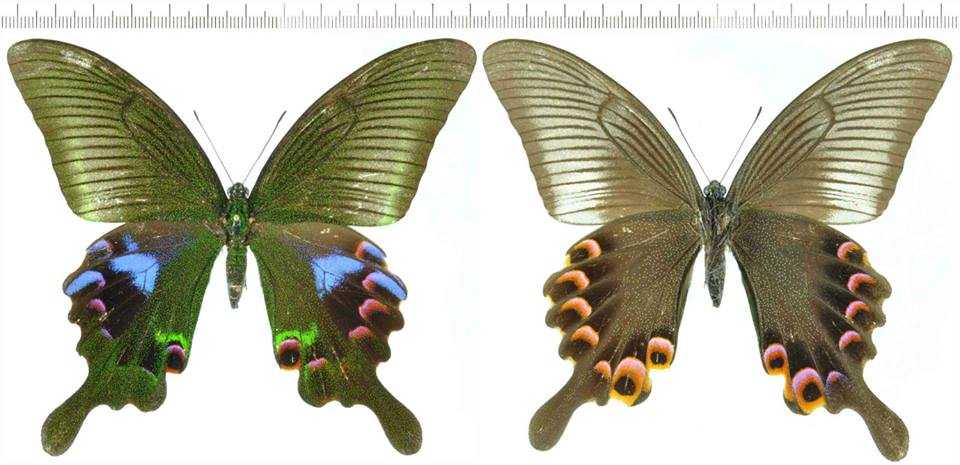 Papilio arcturus arcturus (gynandromorph Sapa, May. 2005) (Internet Image property of respective owner, non-commercial use only)